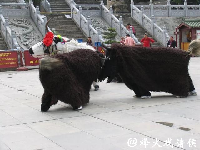 非遗四川 ｜平武虎牙藏族斗牦牛